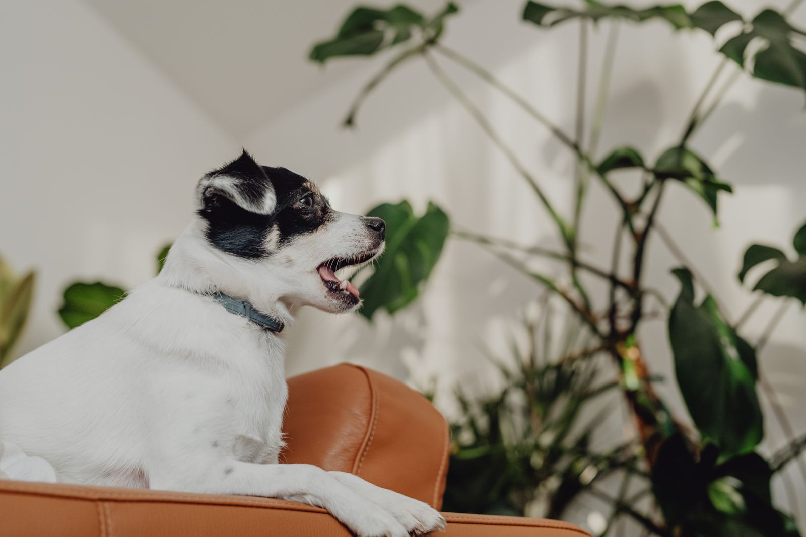 A dog resting among houseplants in a bright living room