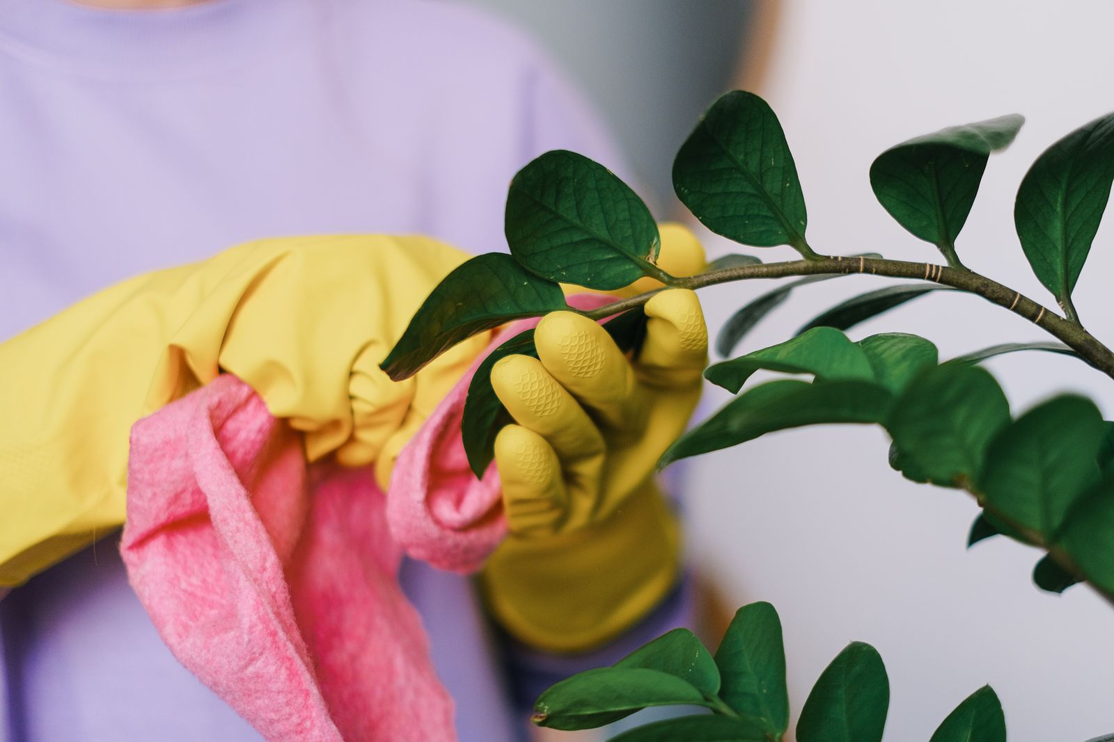 What pet and plant safe actually means on a cleaning job